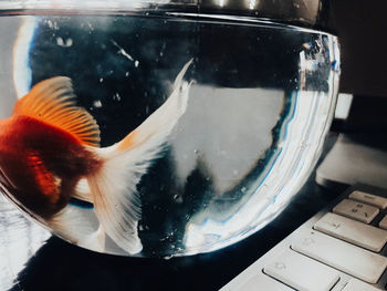 Close-up of fish swimming in sea