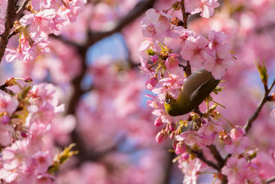 Close-up of white cherry blossom