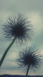 Close-up of dandelion against sky