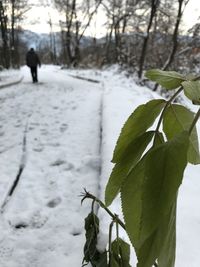 Person on snow covered tree during winter