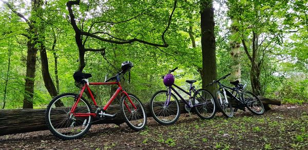 Bicycle parked by tree in forest