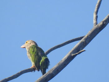 Low angle view of bird perching on branch against sky