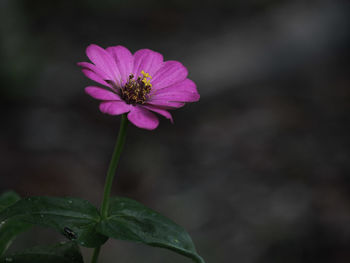 Close-up of flower blooming outdoors