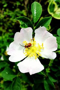 Close-up of bee on white flower