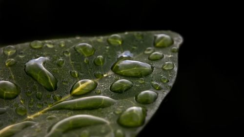 Close-up of water drops on leaf against black background