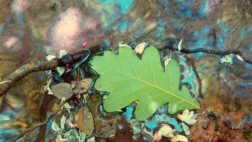 Close-up of leaves