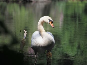 bird