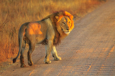 Portrait of lion standing on dirt road during sunset