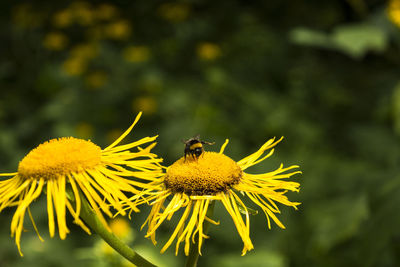 Bee pollinating on flower