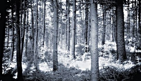 Bare trees in forest