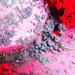 High angle view of pink flowering plant