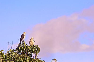 Low angle view of birds perching on plant against sky