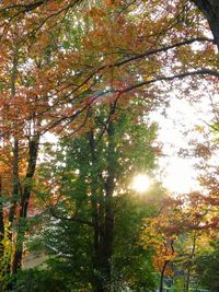 Low angle view of trees against sky