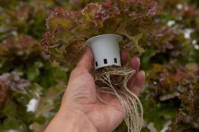 Close-up of hand holding small plant