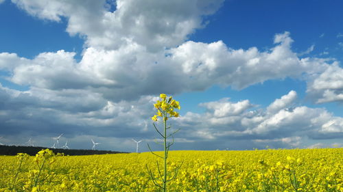 Scenic view of oilseed rape field against sky