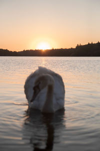 Swan swimming in lake during sunset