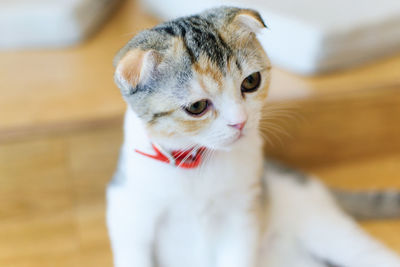 Close-up of a cat looking away