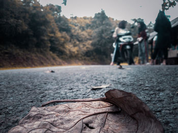 Close-up of dry leaf on street in city