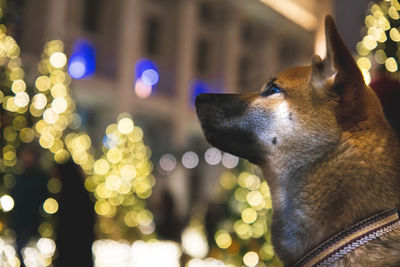 Close-up of dog looking away