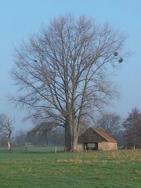 Bare trees on grassy field