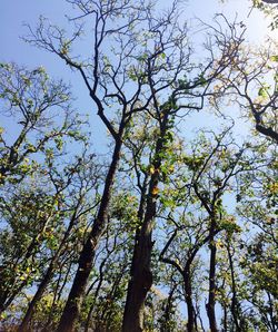 Low angle view of trees against sky