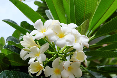 Close-up of white flowering plant