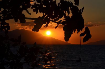 Silhouette tree by sea against sky during sunset