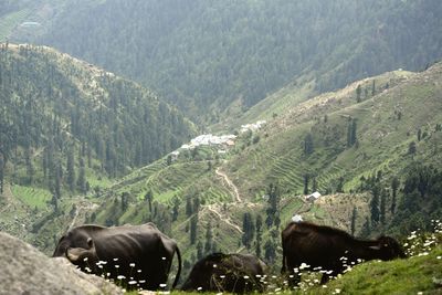 Beautiful dalhousie valley in himachal pradesh.
