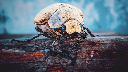 Close-up of insect on wall