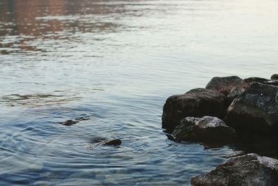 Reflection of trees in water