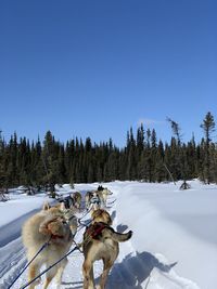 Dogs on snow covered field against clear blue sky