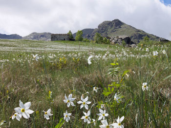 Daffodils bloom panorama in the italian alps