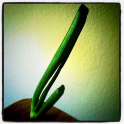 Close-up of green leaf on table