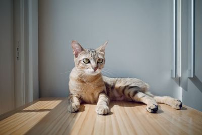 Portrait of cat sitting on hardwood floor
