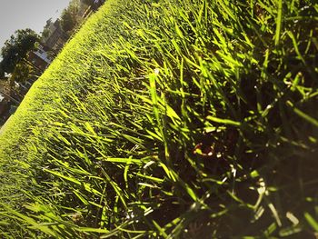 Close-up of fresh green grass