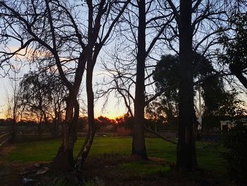 Trees on field against sky during sunset