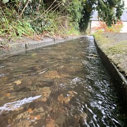 River flowing amidst trees in forest