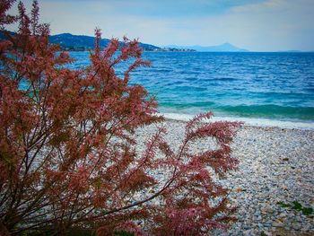 Close-up of tree by sea against clear sky