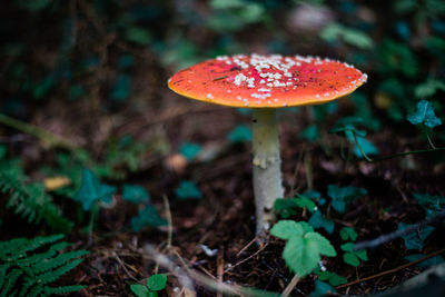 Close-up of mushroom growing on field