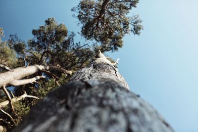 Low angle view of a tree