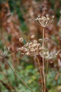 Close-up of flowers against blurred background