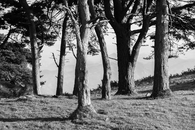 Trees on field