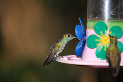 Close-up of a bird flying