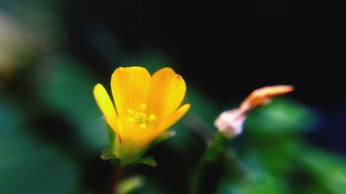 Close-up of yellow flowering plant