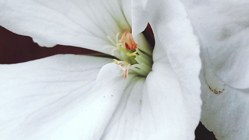 Close-up of white flower blooming outdoors