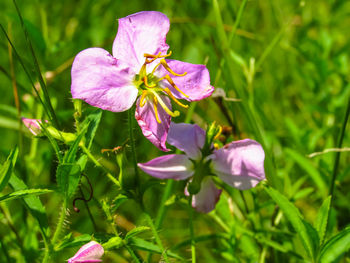 Close-up of pink flowering plant