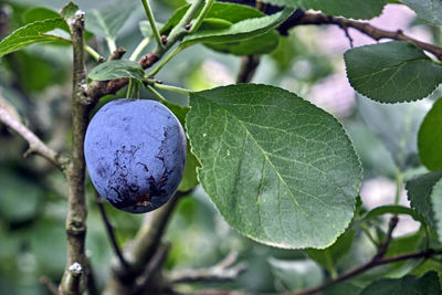Close-up of fruit growing on tree