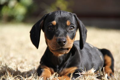 Close-up portrait of dog sitting outdoors