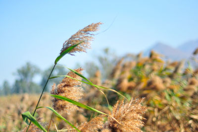 Close-up of a lizard on a field