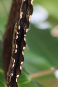 Close-up of insect on flower